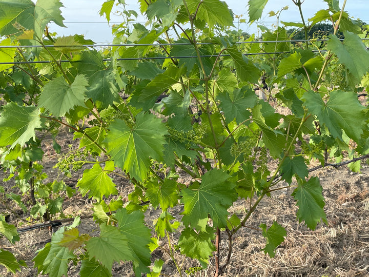Vineyard Growth Spring 2022