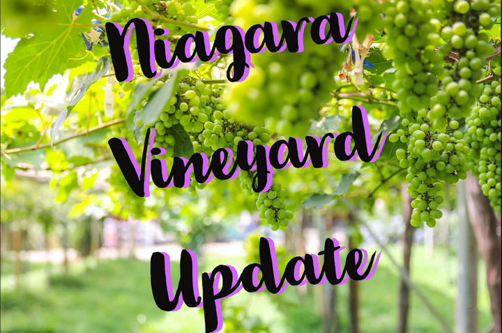 Niagara Vineyard Update, Spring 2022