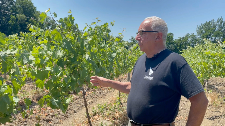 Chambourcin Vineyard Growing Experiment